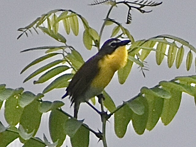 Yellow-breasted Chat - ML619695106