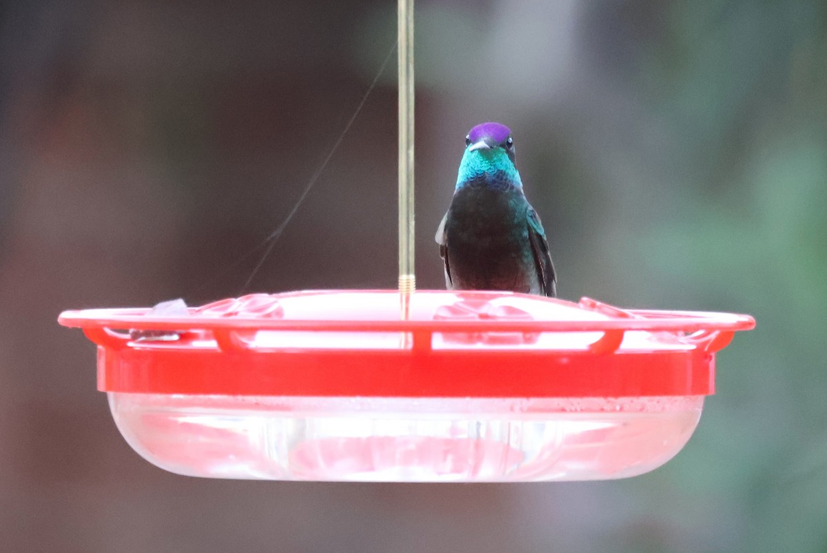 kolibřík skvostný - ML619695129