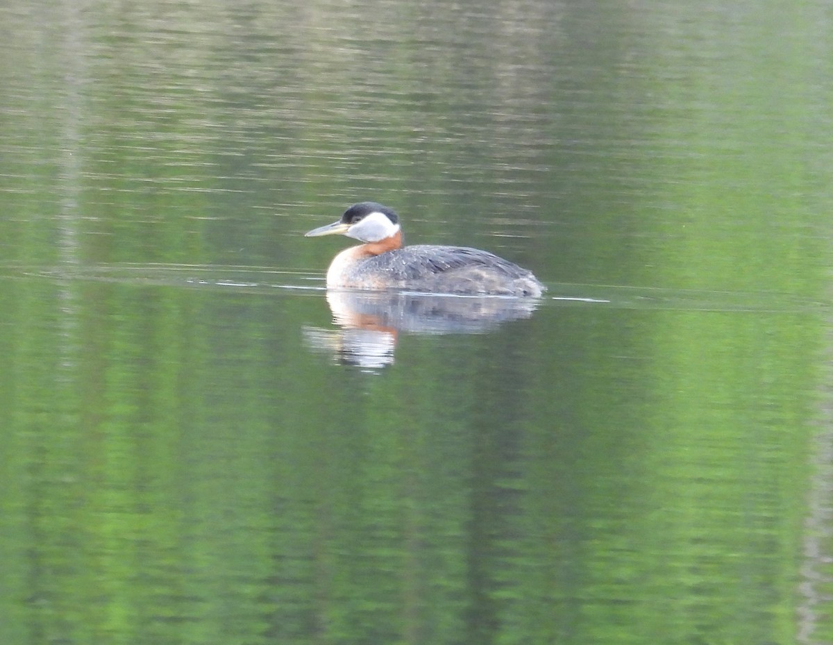 Red-necked Grebe - ML619695141