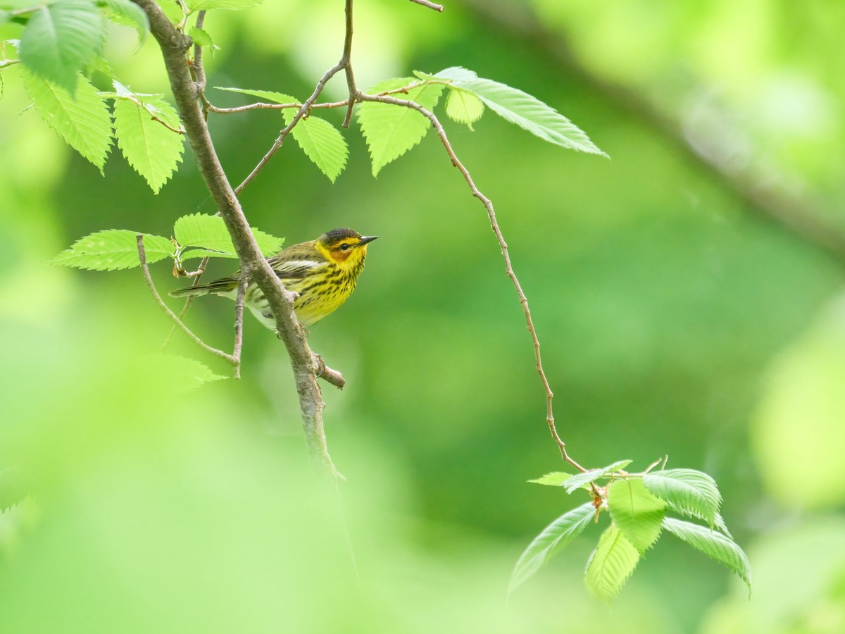 Cape May Warbler - ML619695172