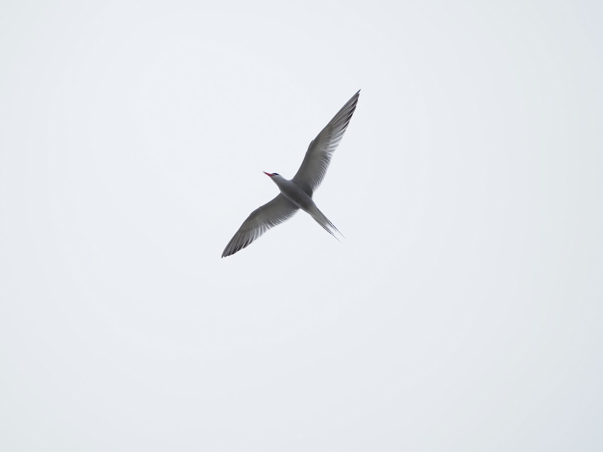 Common Tern - ML619695256