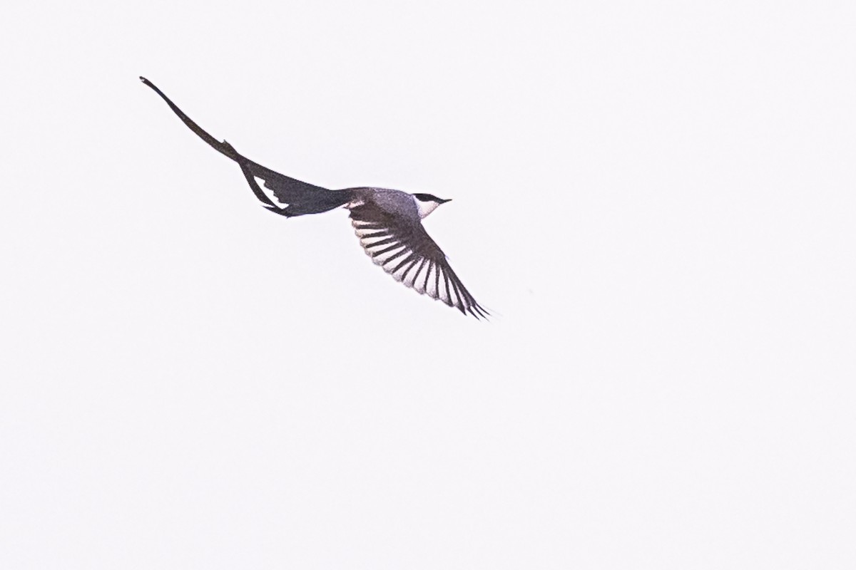 Fork-tailed Flycatcher - ML619695257