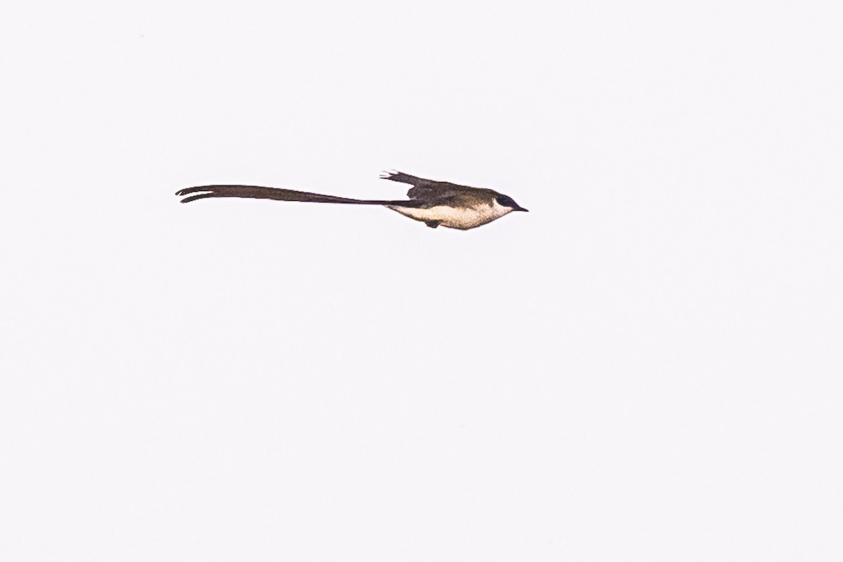 Fork-tailed Flycatcher - ML619695259