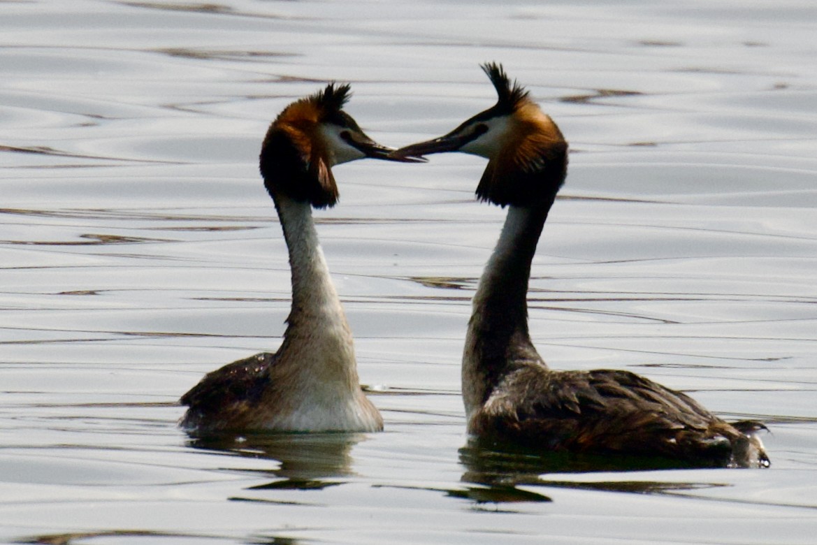 Great Crested Grebe - ML619695308