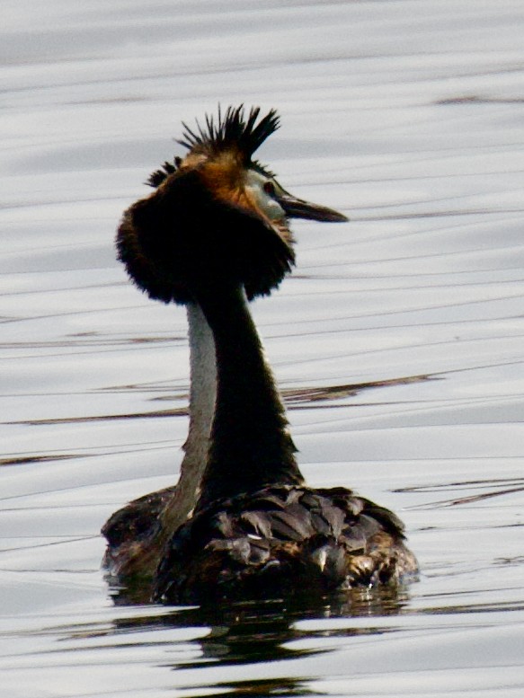 Great Crested Grebe - ML619695309