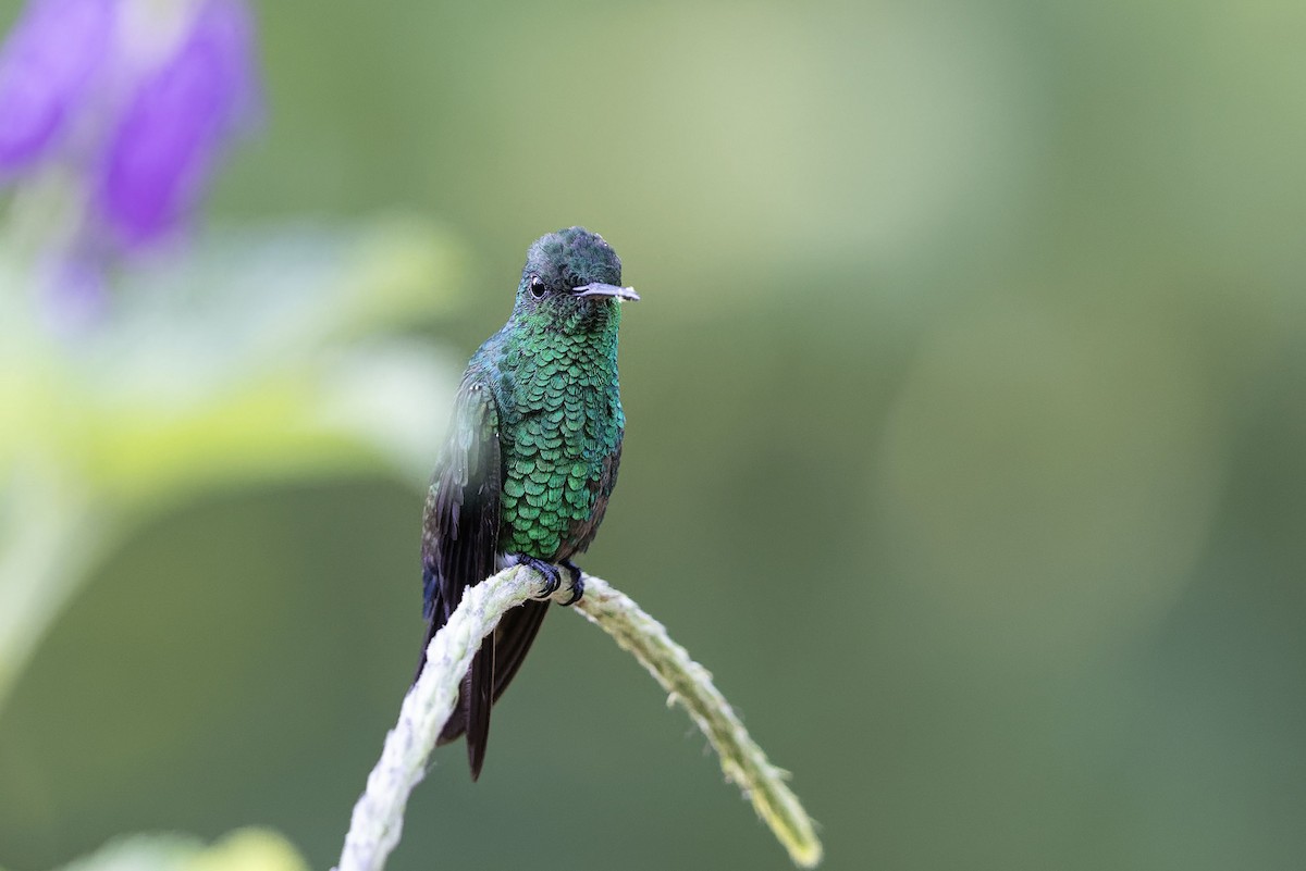 Blue-vented Hummingbird - ML619695316