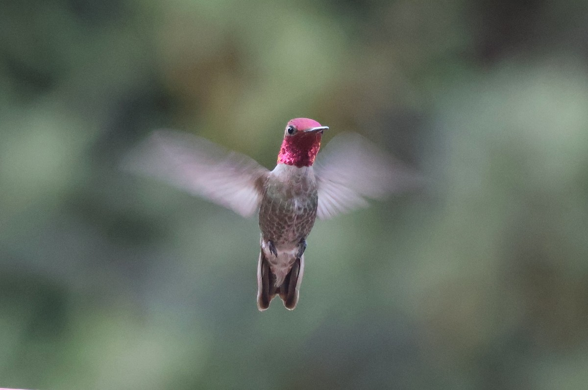 Anna's Hummingbird - ML619695326