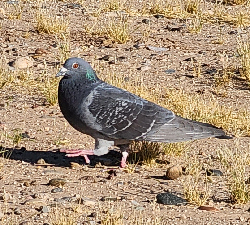 Rock Pigeon (Feral Pigeon) - ML619695352