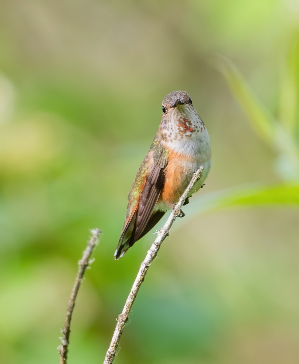 Rufous Hummingbird - ML619695372