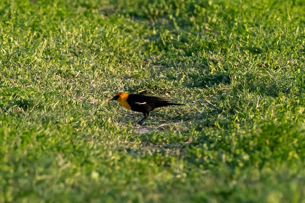 Yellow-headed Blackbird - ML619695438