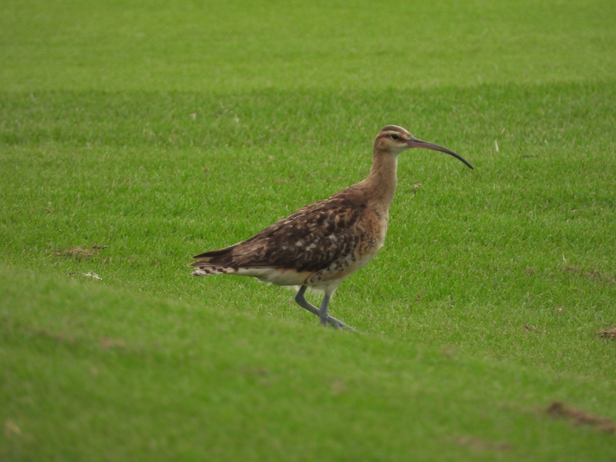Bristle-thighed Curlew - ML619695443