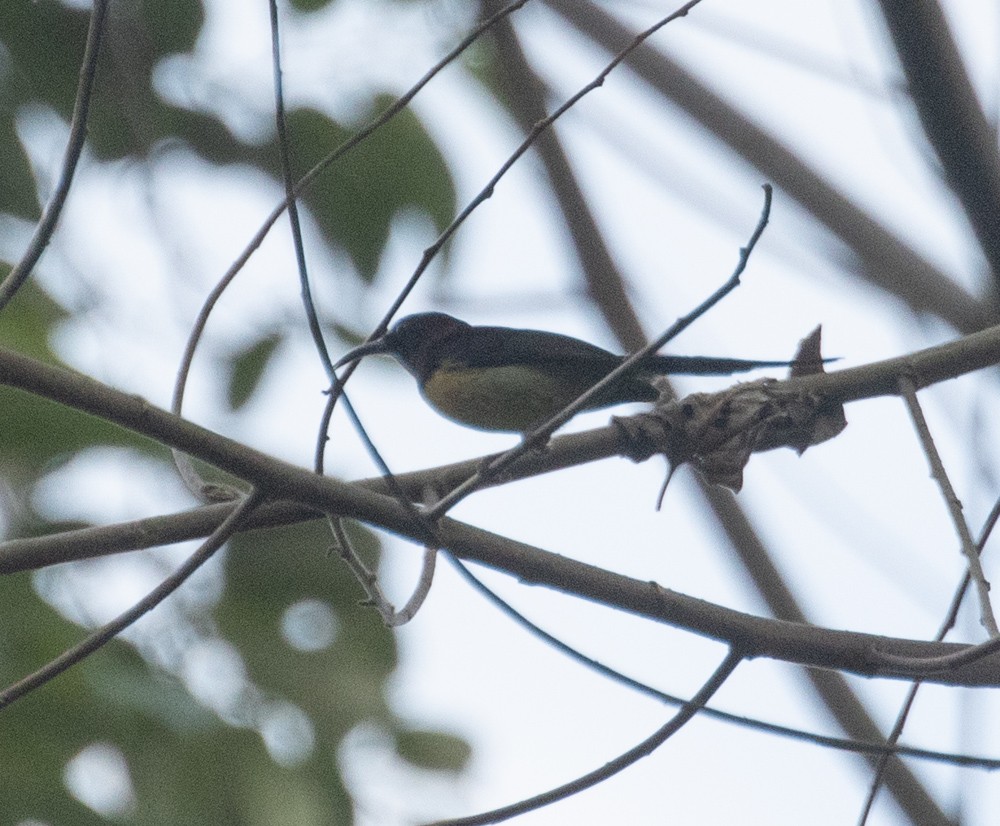 Black-throated Sunbird - ML619695465
