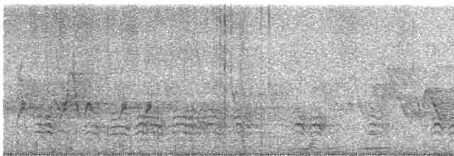 Weißbrustkleiber - ML619695490
