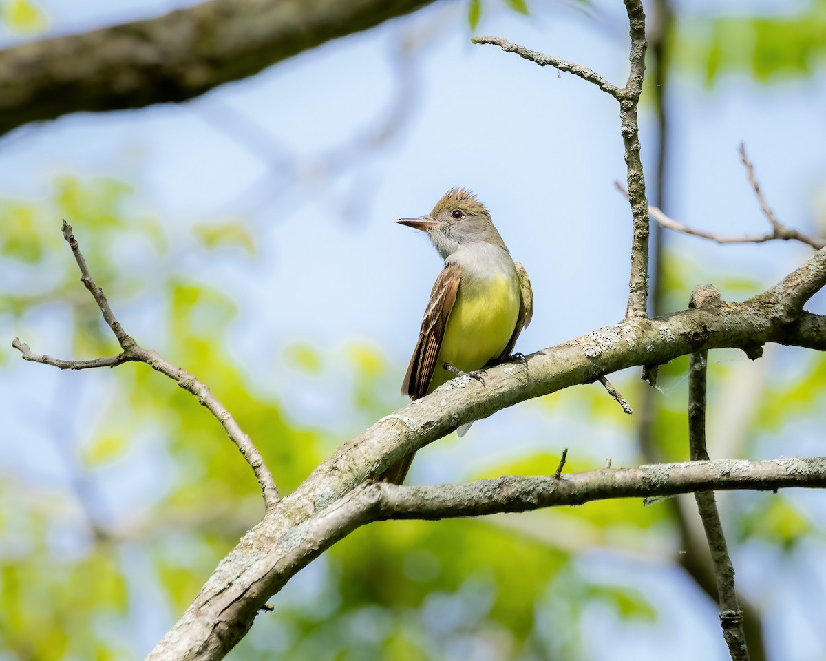 Great Crested Flycatcher - ML619695506