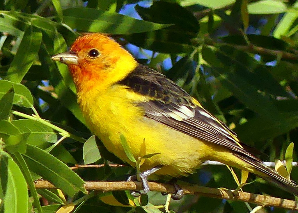 Western Tanager - ML619695510