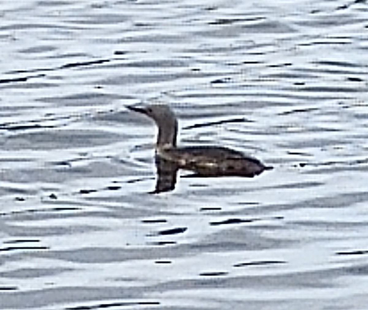 Red-throated Loon - ML619695515
