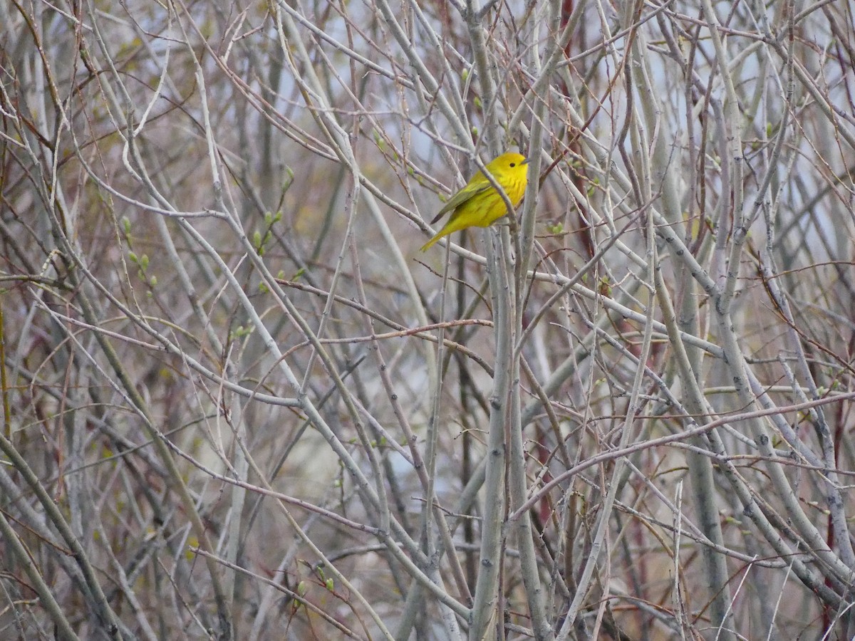 Yellow Warbler - ML619695518