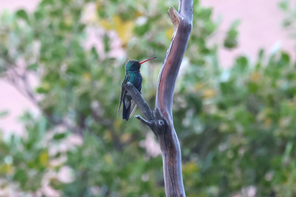 Broad-billed Hummingbird - ML619695524
