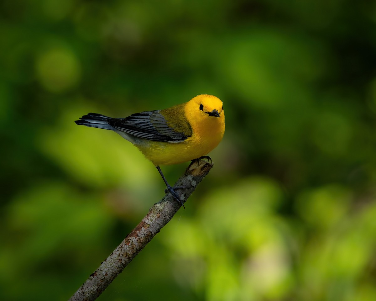 Prothonotary Warbler - ML619695526