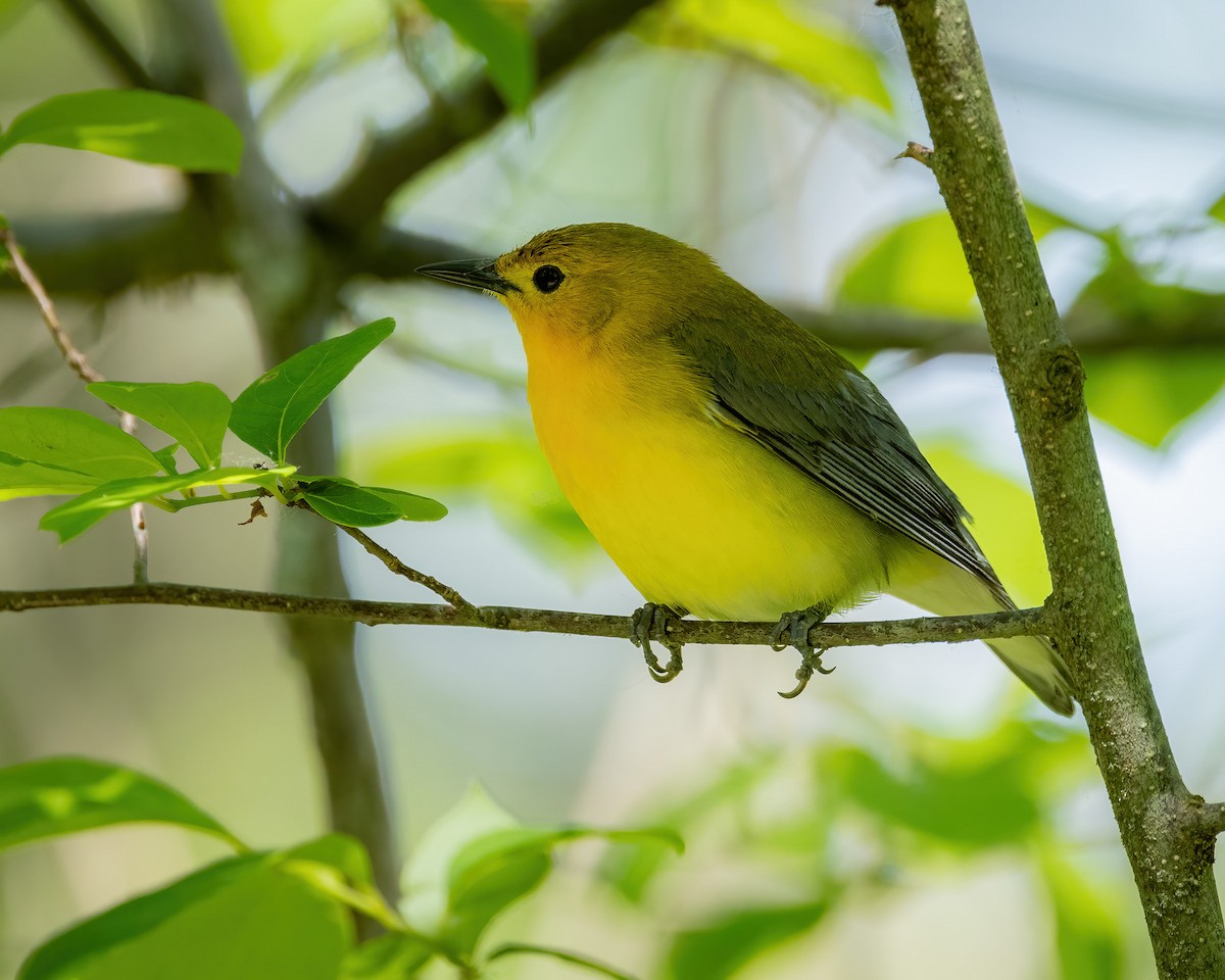 Prothonotary Warbler - ML619695537