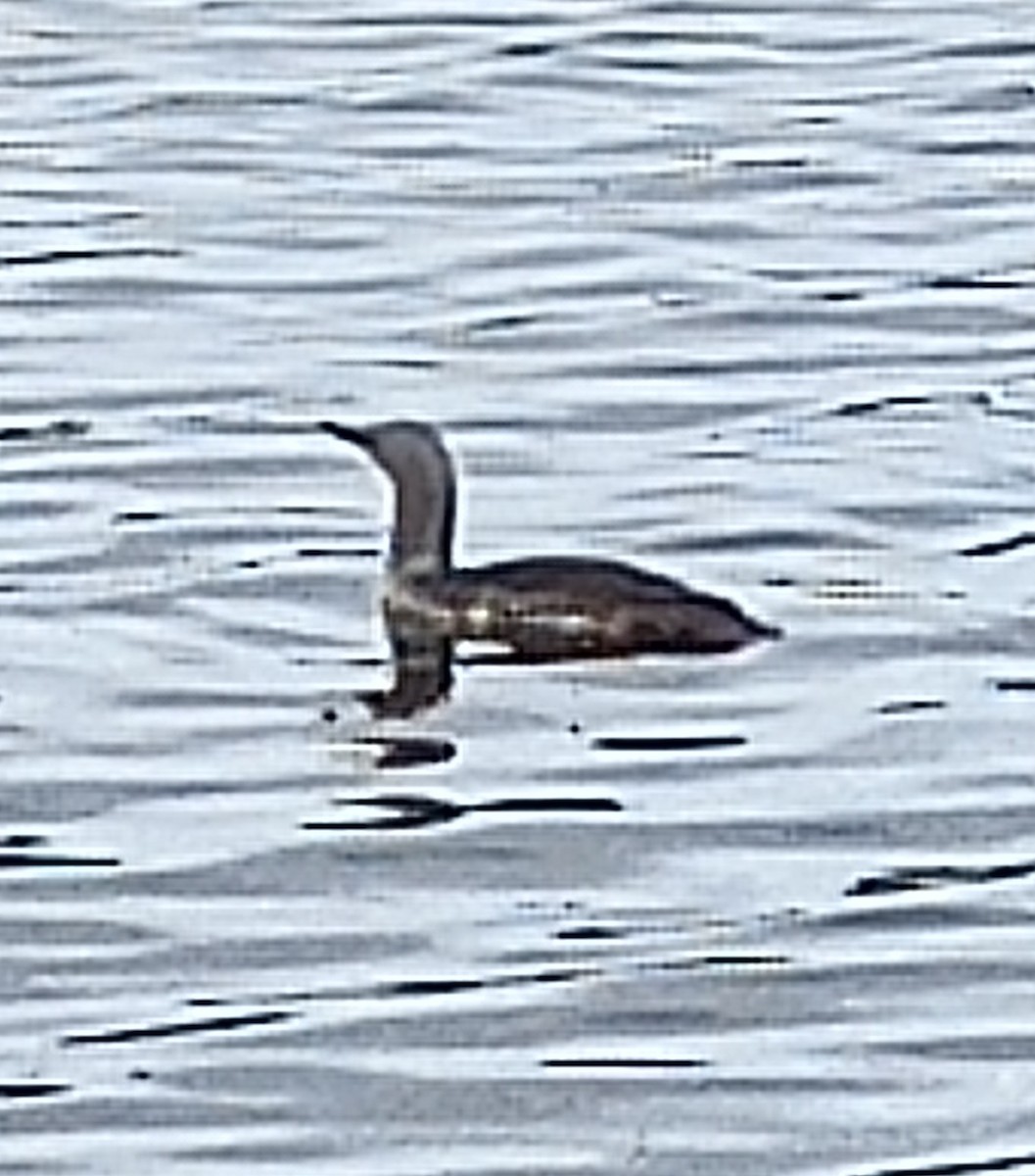 Red-throated Loon - ML619695541