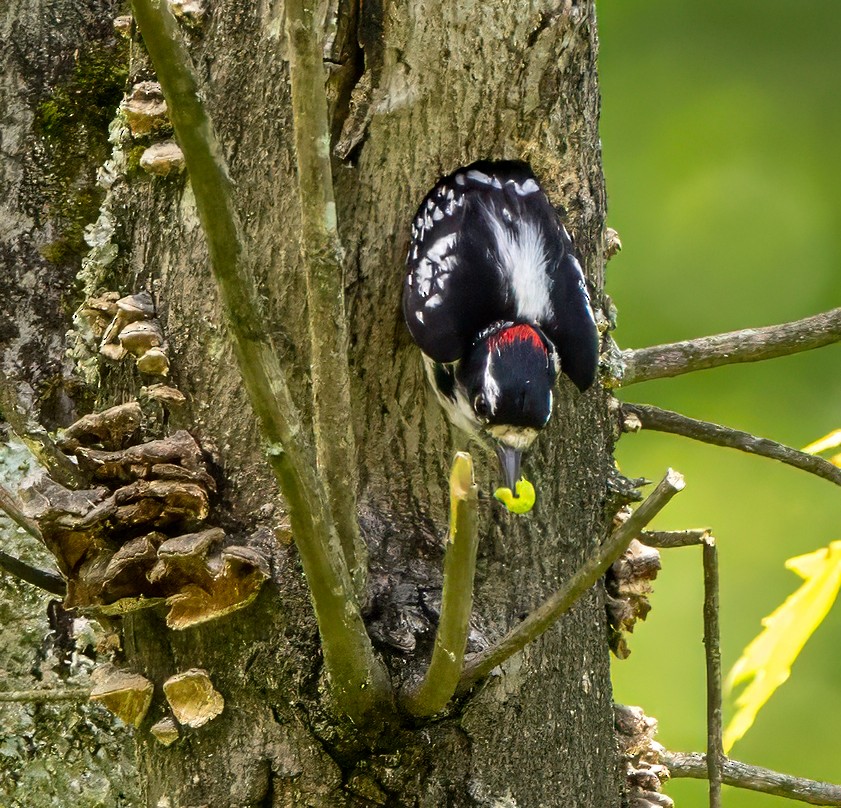 Downy Woodpecker - ML619695595