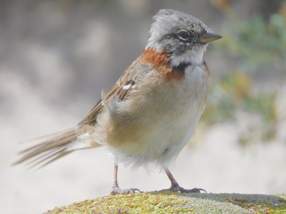 Rufous-collared Sparrow - ML619695596