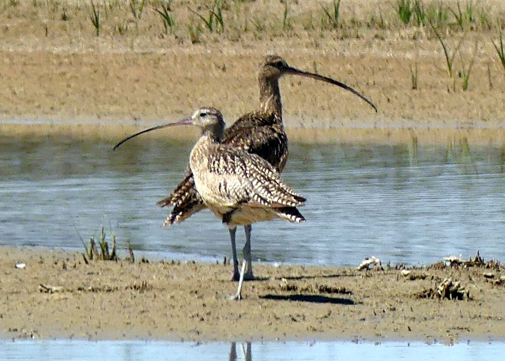Long-billed Curlew - ML619695630
