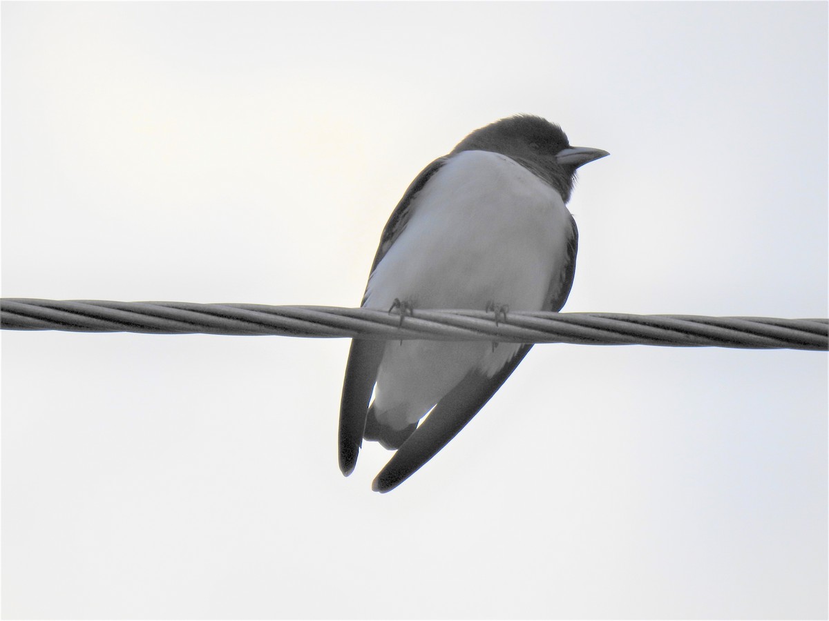 White-breasted Woodswallow - ML619695640