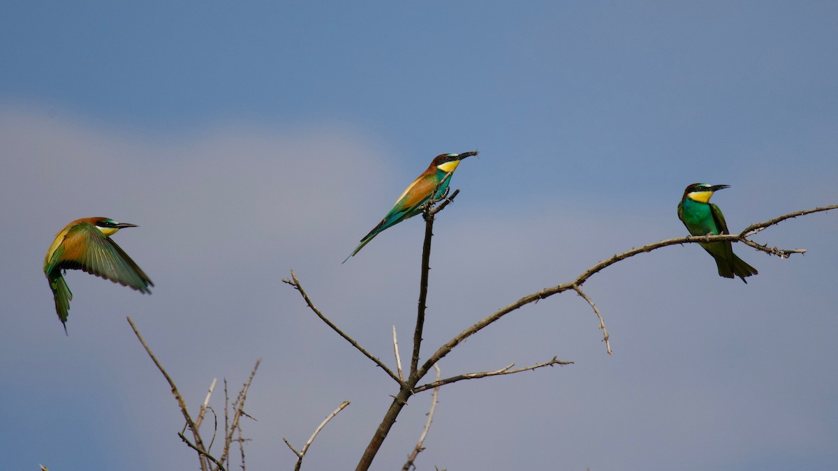 European Bee-eater - ML619695697