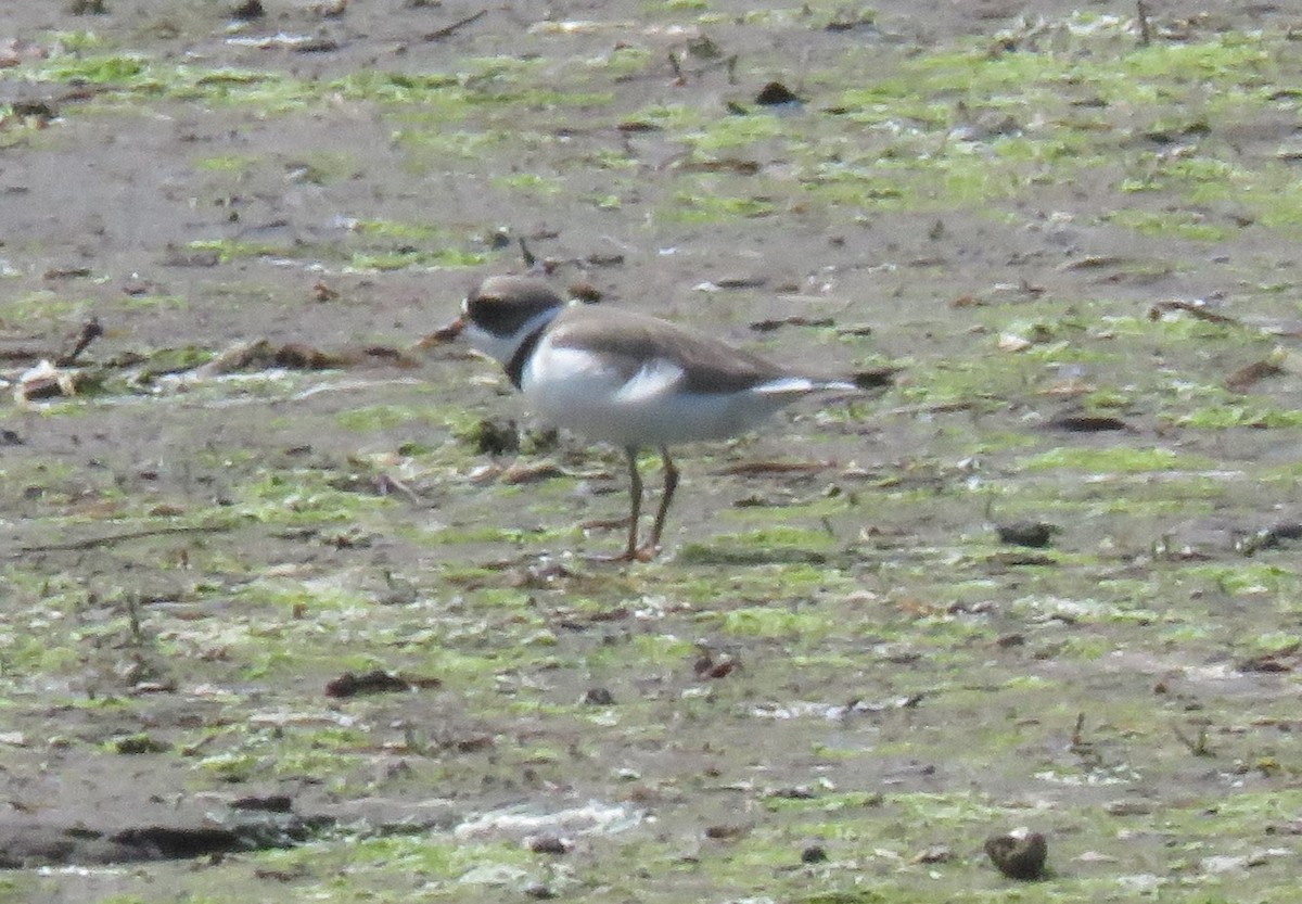 Semipalmated Plover - ML619695711