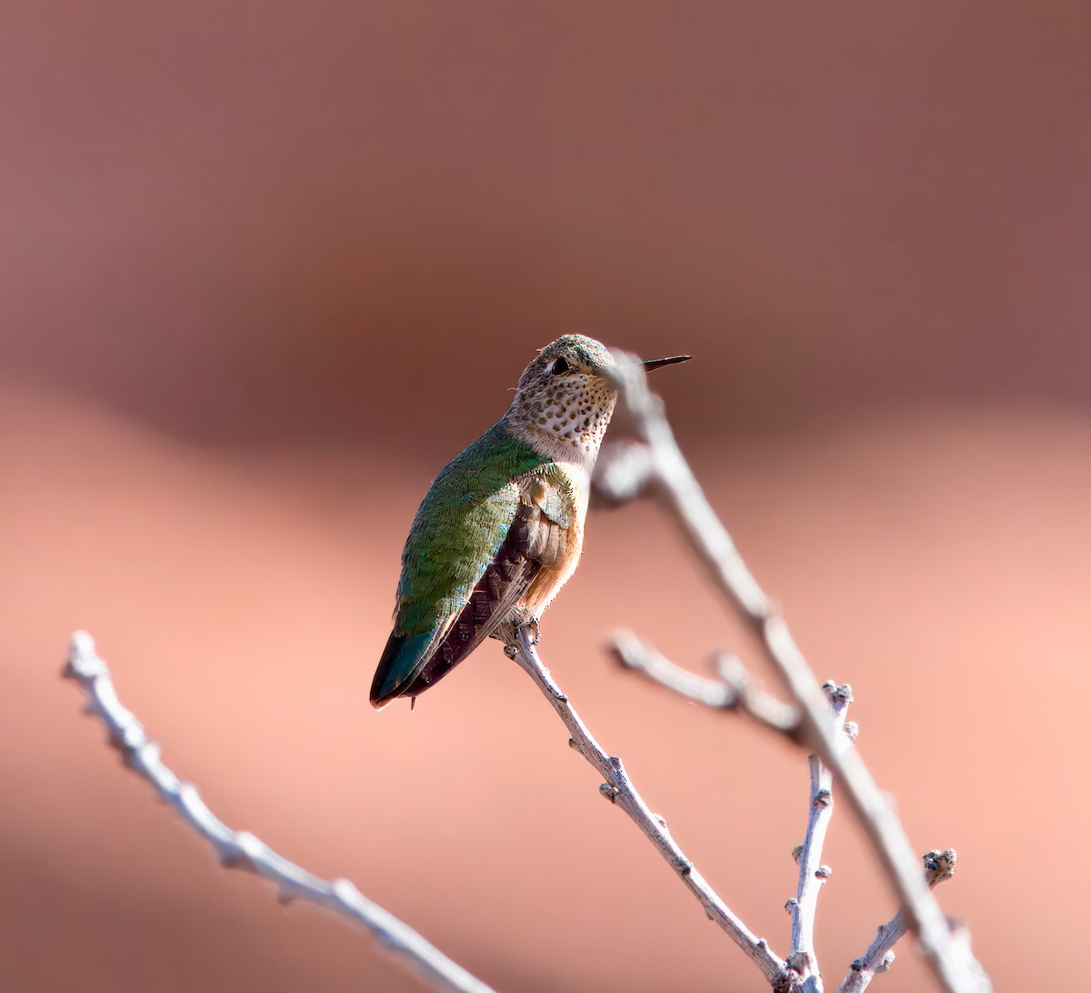 Broad-tailed Hummingbird - ML619695732