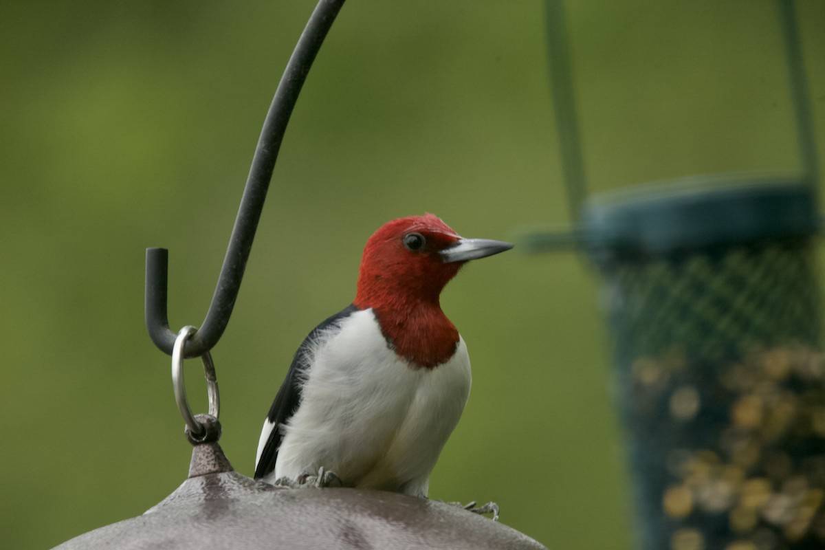 Red-headed Woodpecker - ML619695757