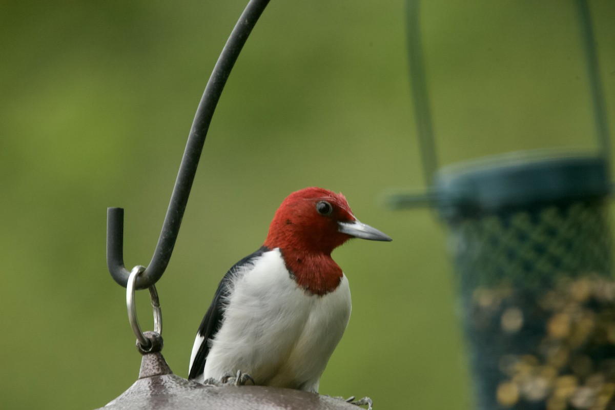 Red-headed Woodpecker - ML619695758