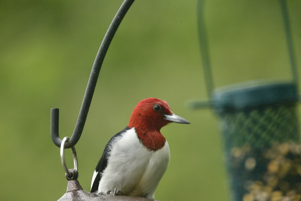 Red-headed Woodpecker - ML619695759