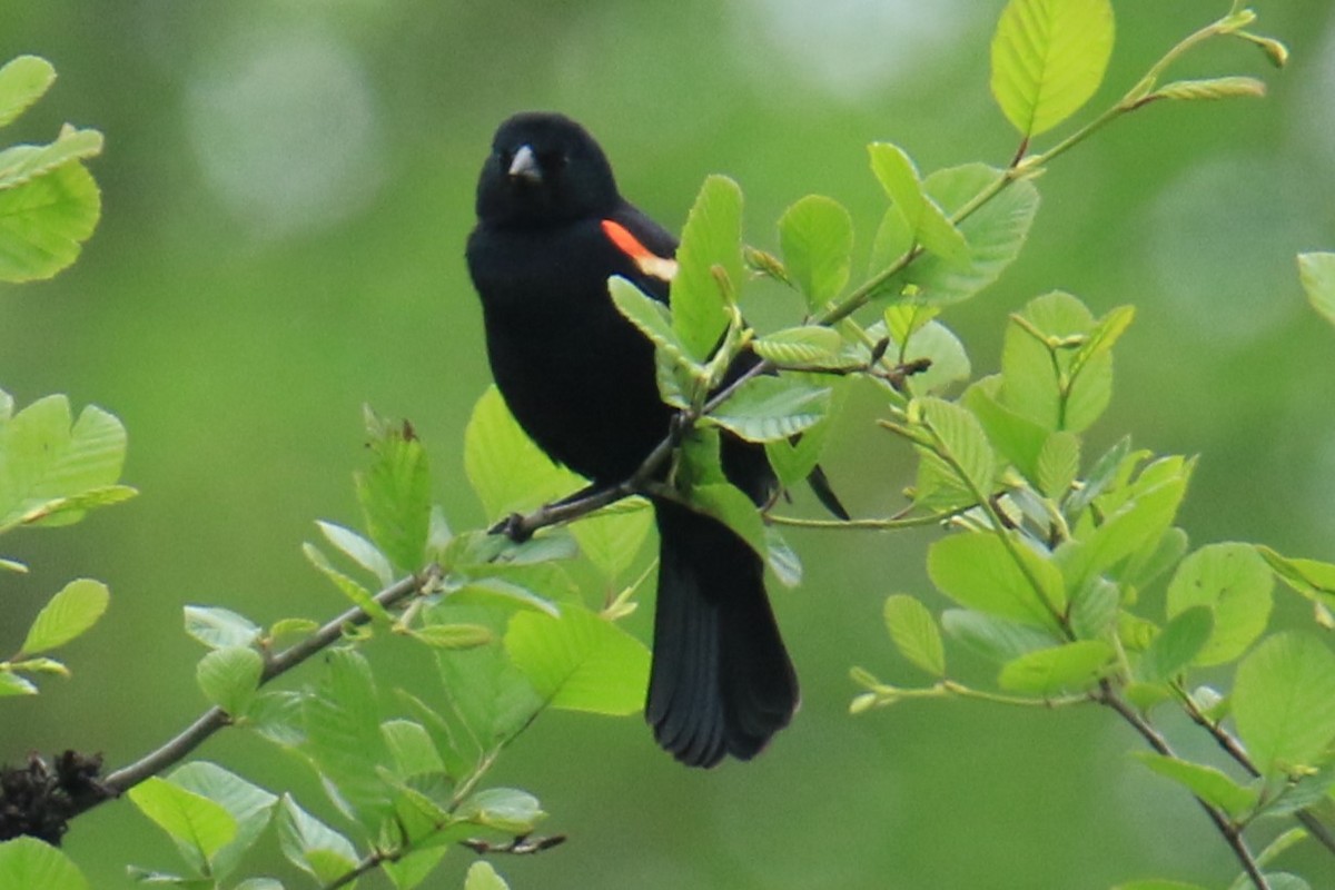 Red-winged Blackbird - ML619695798