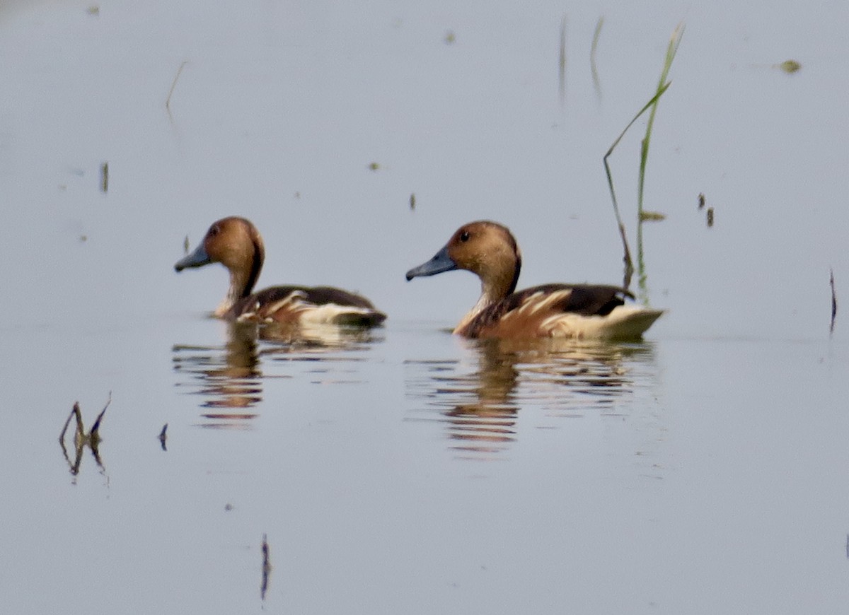 Fulvous Whistling-Duck - ML619695814