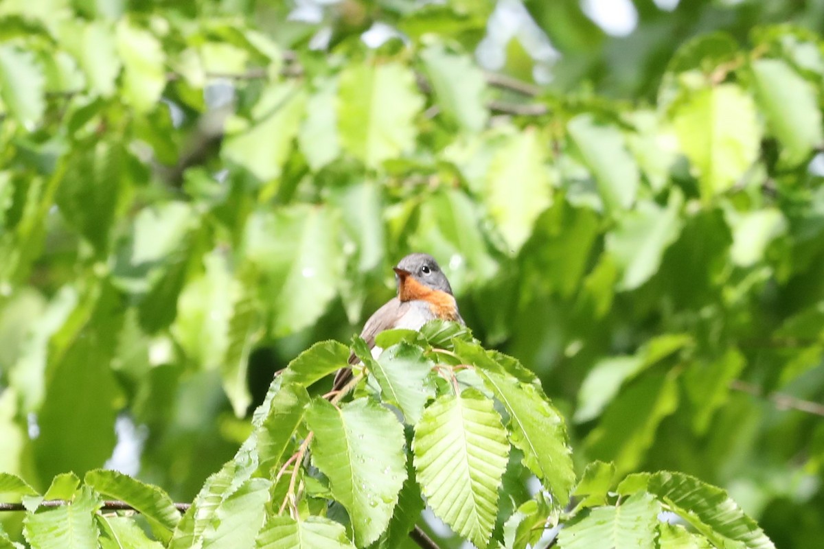 Red-breasted Flycatcher - ML619695825