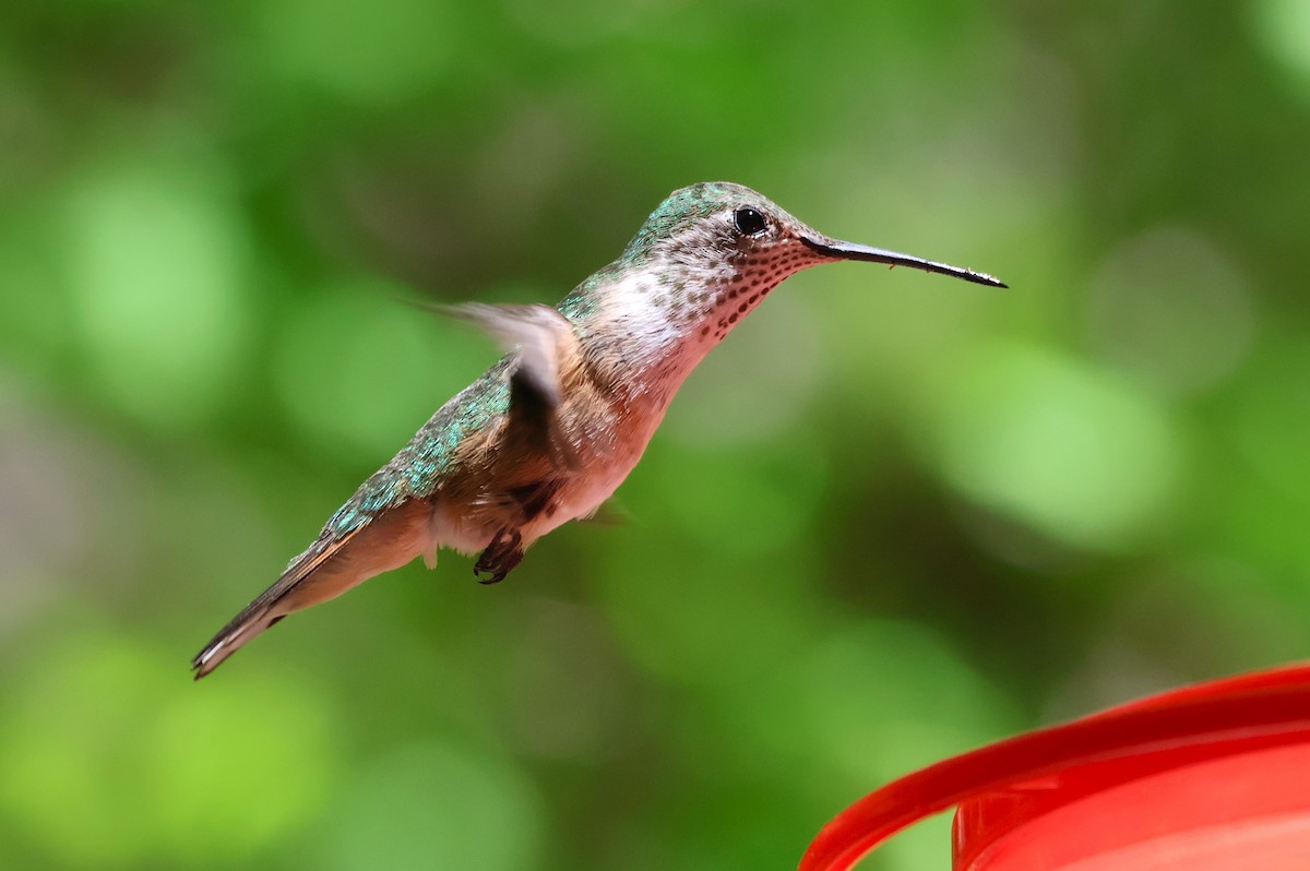 Broad-tailed Hummingbird - ML619695830