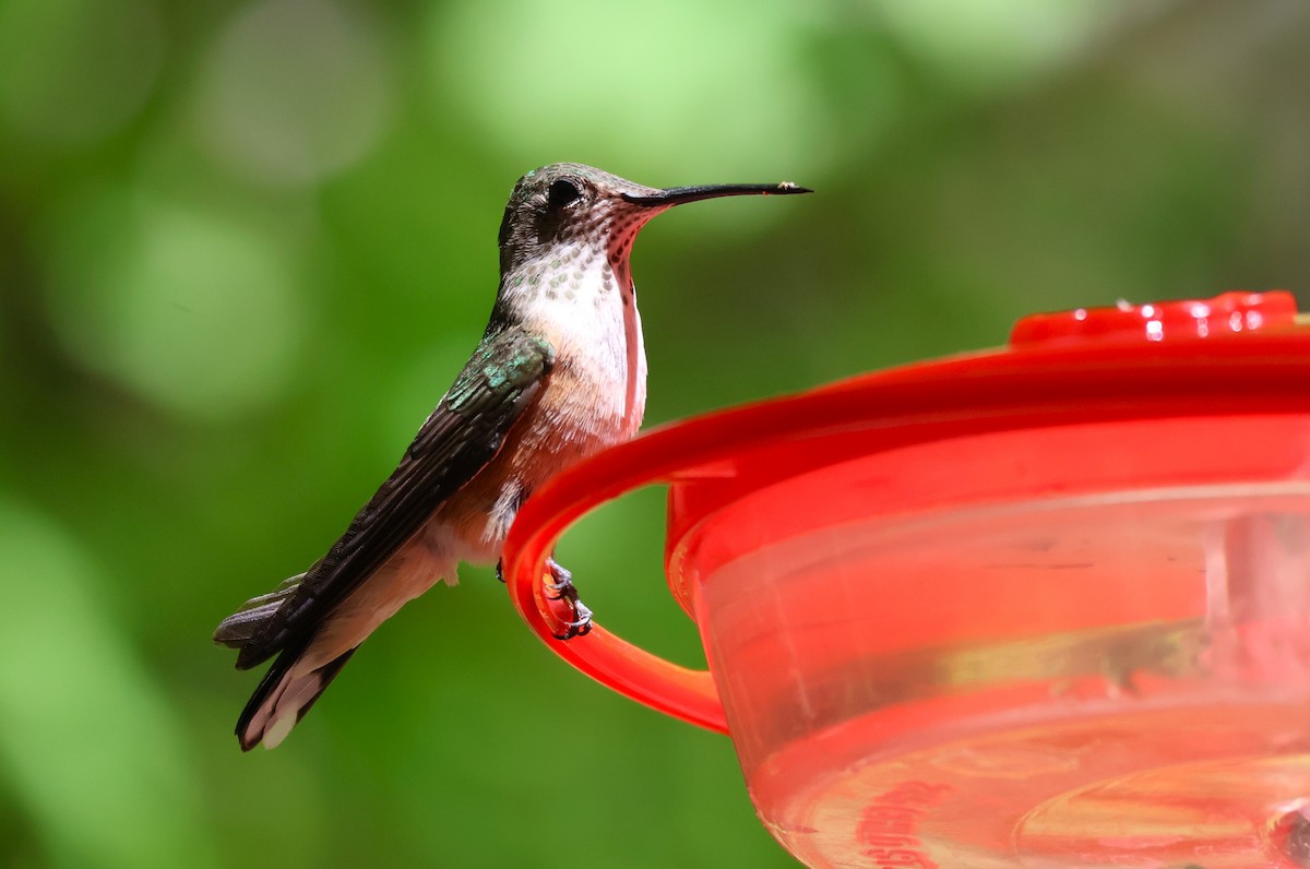 Broad-tailed Hummingbird - ML619695831