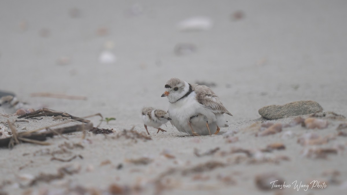 Piping Plover - ML619695859