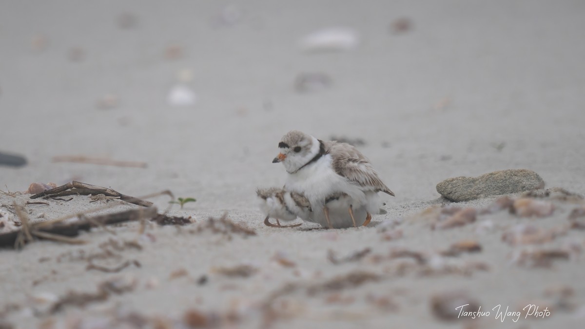 Piping Plover - ML619695860