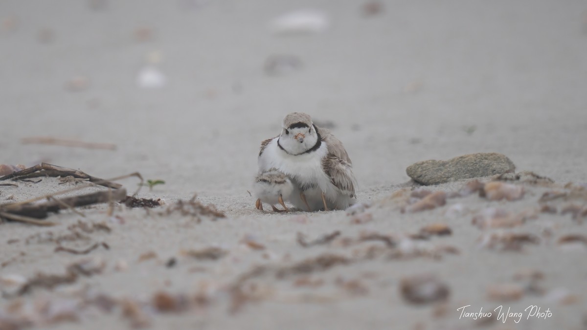 Piping Plover - ML619695862