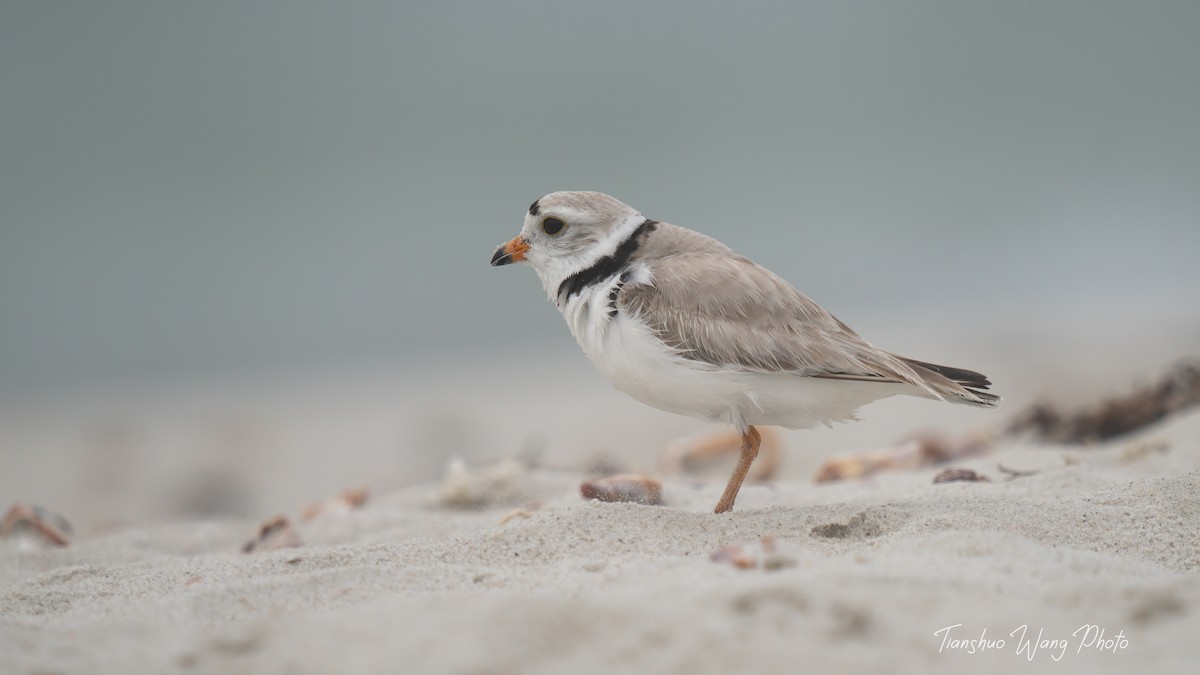 Piping Plover - ML619695863