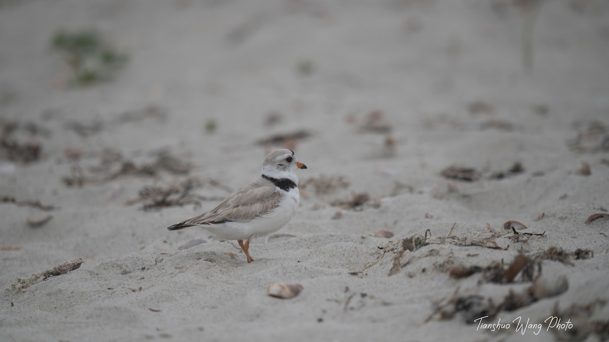 Piping Plover - ML619695864