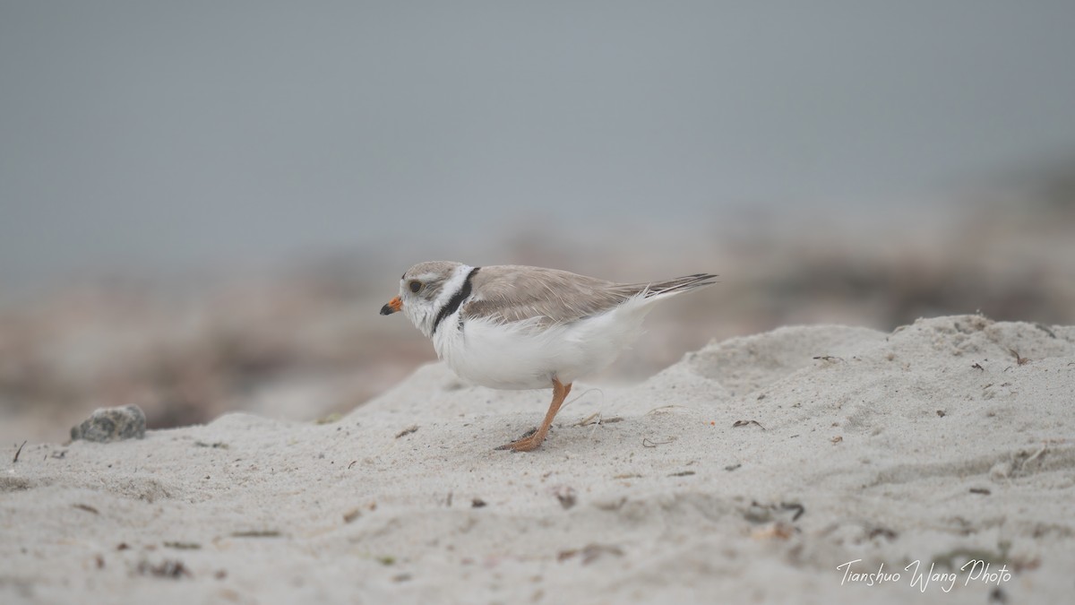 Piping Plover - ML619695865