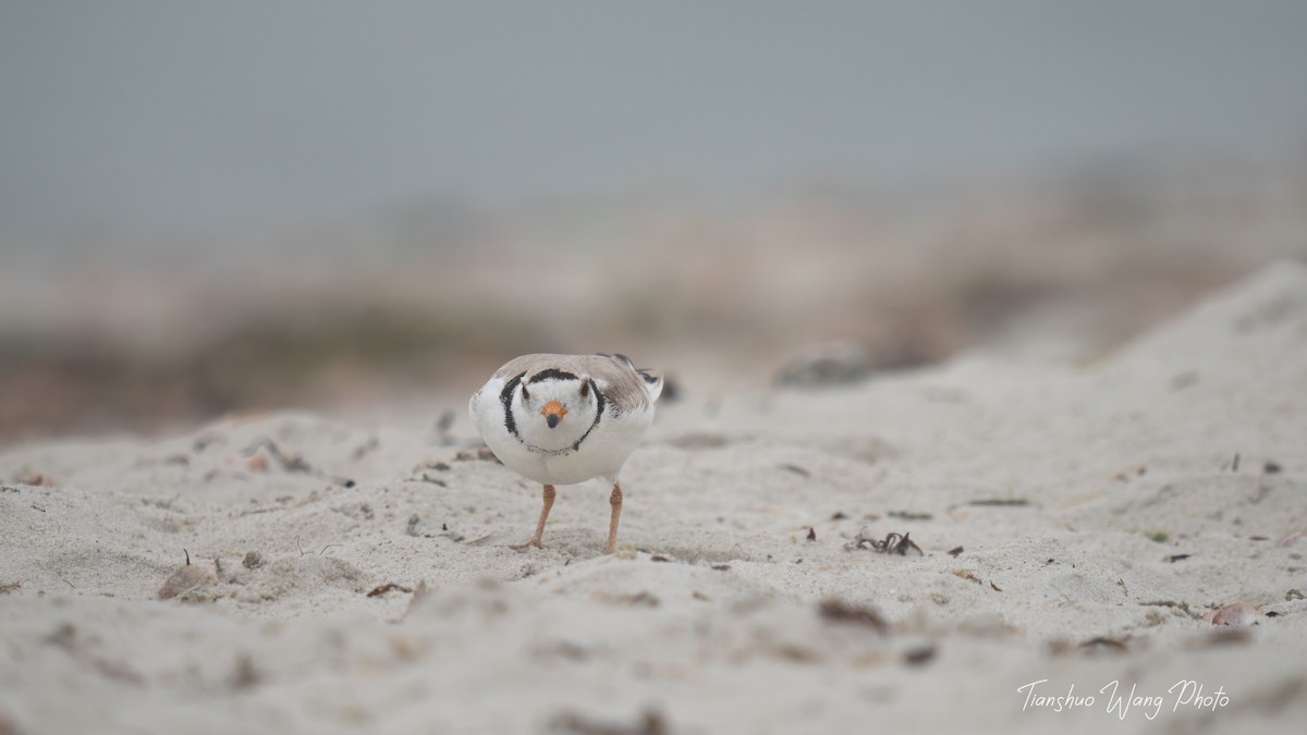 Piping Plover - ML619695867