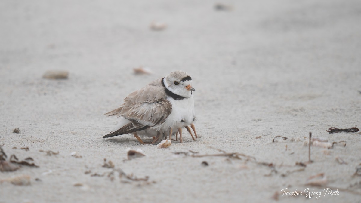 Piping Plover - ML619695870