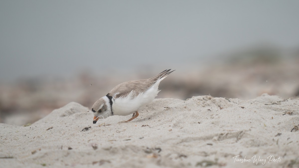 Piping Plover - ML619695871