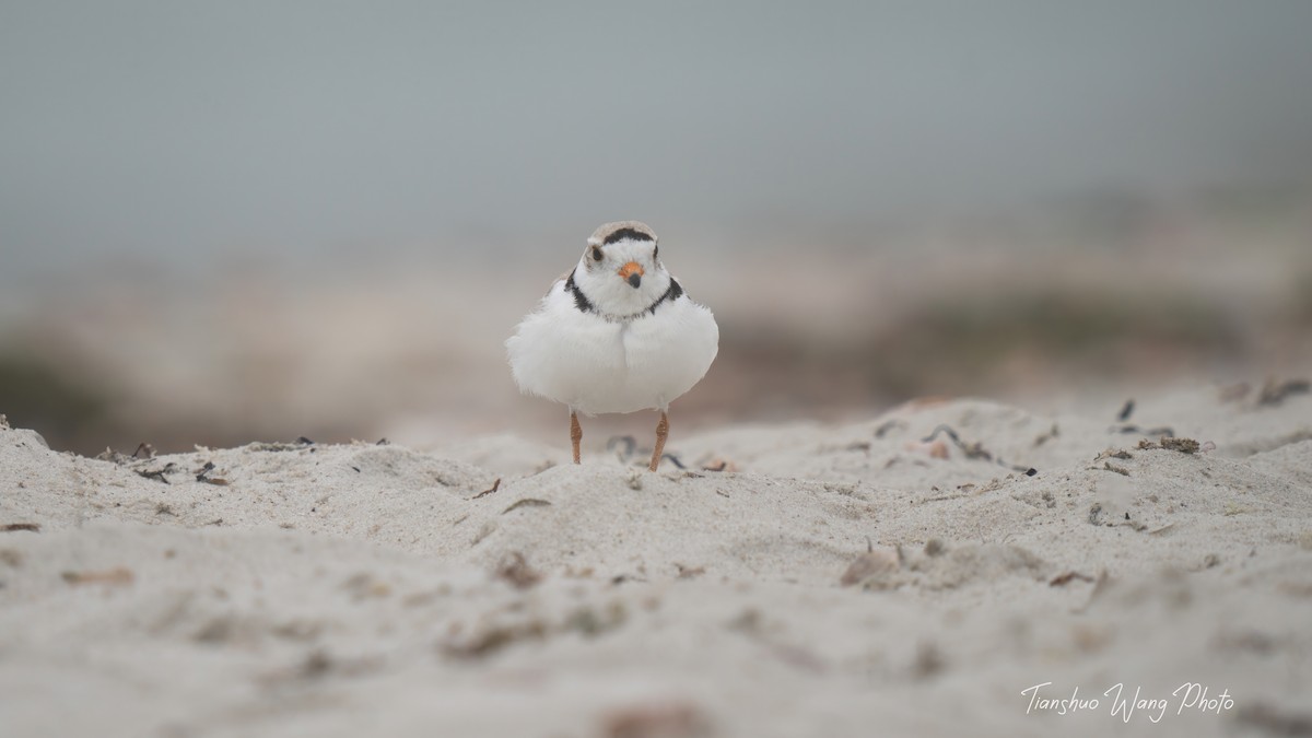 Piping Plover - ML619695872